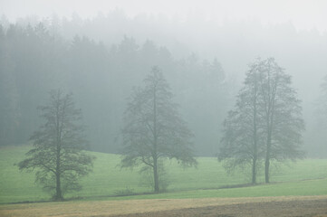 Trees in the meadow in the fog