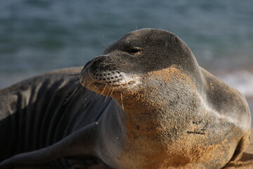 Sandy seal sunbathing on the beach Hawaiian monk seal relaxing during sunset marine mammal playing...
