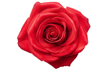Elegant red rose isolated on white, full bloom with exquisite petal detail, symbolizing love and romance.