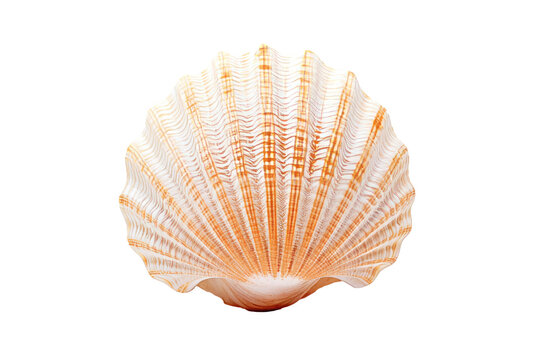 Exquisite seashell isolated on white with detailed ridges, perfect for marine themes and natural history content.

