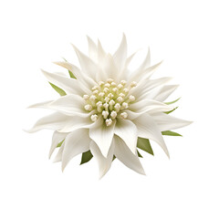 Edelweiss isolated on transparent background, cut out, png