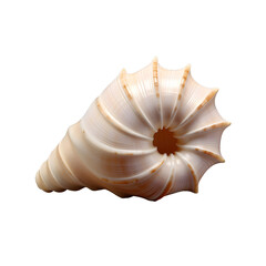 Obraz premium conch shell isolated on transparent background, cut out, png