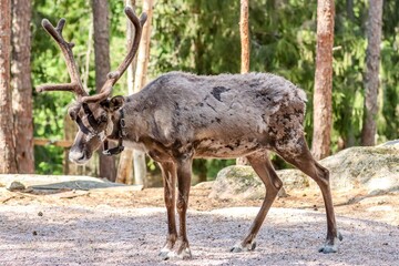 Fototapeta premium Helsinki, Finland
