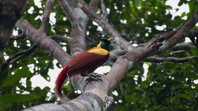 Red bird-of-paradise (Paradisaea rubra), also called the cendrawasih merah observed in West Papua, Indonesia