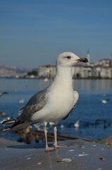 seagull on a rock