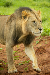 Lion animal in the wild during a Safari in Kenya, africa in masai mara national park,