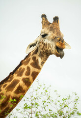 giraffe in the wild making a funny face during a safari in kenya 