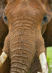 close up of an elephant in tsavo park in kenya during a safari