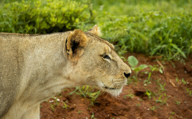 Lion animal female in the wild during a Safari in Kenya, africa in masai mara national park,