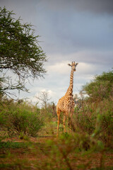 giraffe in the savannah in a safari in kenya national park