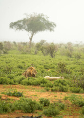 Lion animal in the wild during a Safari in Kenya, africa in masai mara national park,