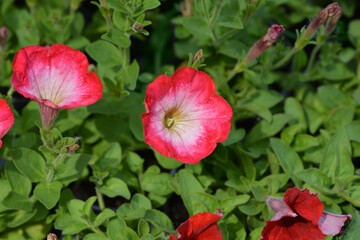 Surfinia Coral Morn flower