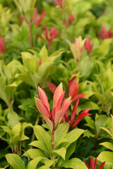 Japanese pieris Mountain Fire leaves