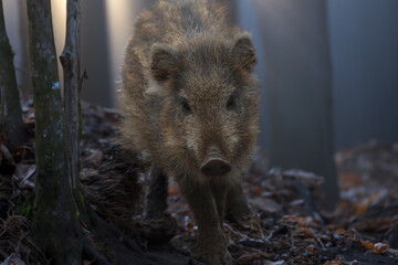 Frischling - Wildschwein im morgenlicht