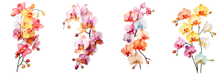 Set of colorful orchid flowers branch isolated on white or transparent background