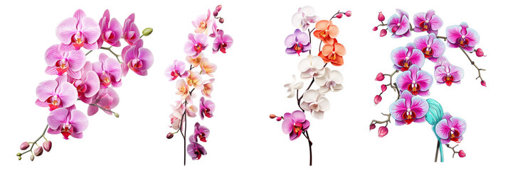Set of colorful orchid flowers branch isolated on white or transparent background
