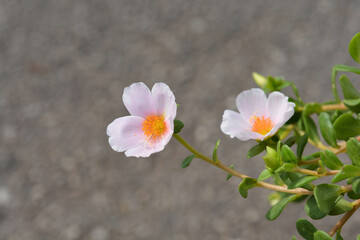 Naklejka na ściany i meble Moss-rose purslane flowers