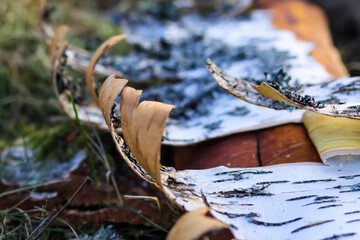 Peeled tree bark on the ground on the lumber camp.