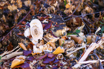 Peeled tree bark on the ground on the lumber camp.