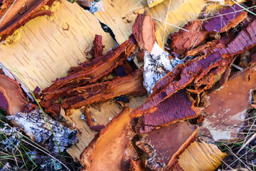 Peeled tree bark on the ground on the lumber camp.