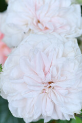 beautiful soft pink weddingn roses  flower blooming in garden. close up shot.  cloudy