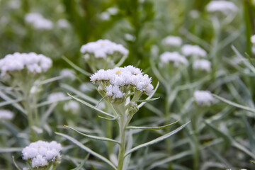 Anaphalis margaritacea garden plants.
