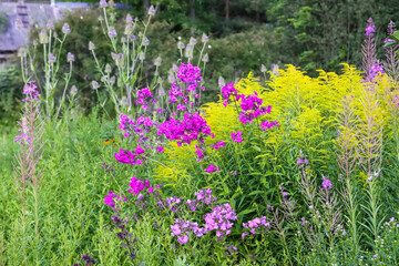 Multicolored flower bed with beautiful summer flowers.