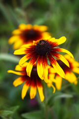 Rudbeckia hirta or Black-Eyed Susan yellow flowers. Ornamental garden plants in flowering season at summer.