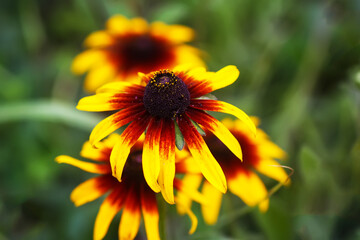 Rudbeckia hirta or Black-Eyed Susan yellow flowers. Ornamental garden plants in flowering season at summer.