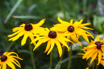 Rudbeckia hirta or Black-Eyed Susan yellow flowers. Ornamental garden plants in flowering season at summer.