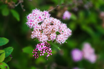 Spiraea japonica flower.