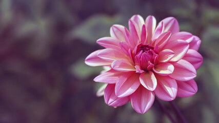 pastel pink dahlia petals macro. Floral abstract background. Close up of flower dahlia for background 