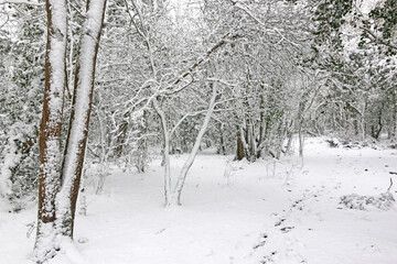 Trees in the snow after a winter storm	