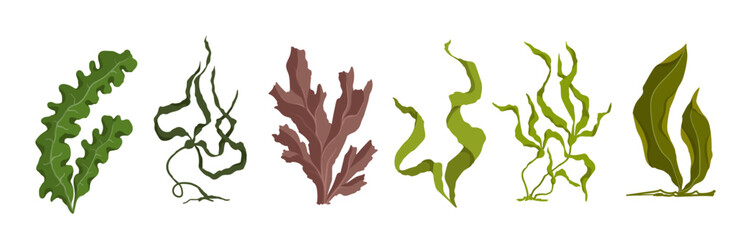 Set of various cartoon seaweeds. Vector graphics.	 - obrazy, fototapety, plakaty