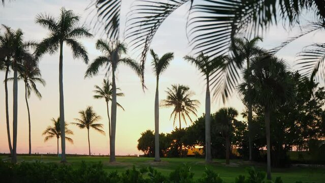 Palm trees on beach at sunset. Wide footage on colorful sunset time. Move camera