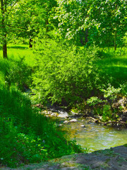 A mountain stream against the background of trees and vegetation in the Low Beskids