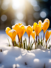Close up of yellow spring crocus flowers growing in the snow, blurry background - obrazy, fototapety, plakaty