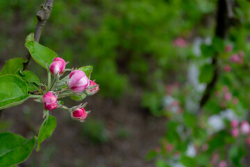 Apple blossom in spring, close-up, selective focus.