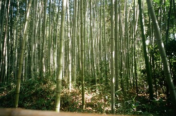 Bosque de Bamboo