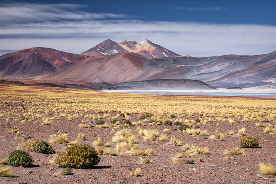 Piedras Rojas salt flats in Atacama desert in Chile