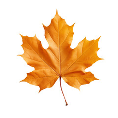 A dried maple leaf is cut out on a transparent background. Orange maple leaf isolated on white background. A design element to be inserted into a project or design.