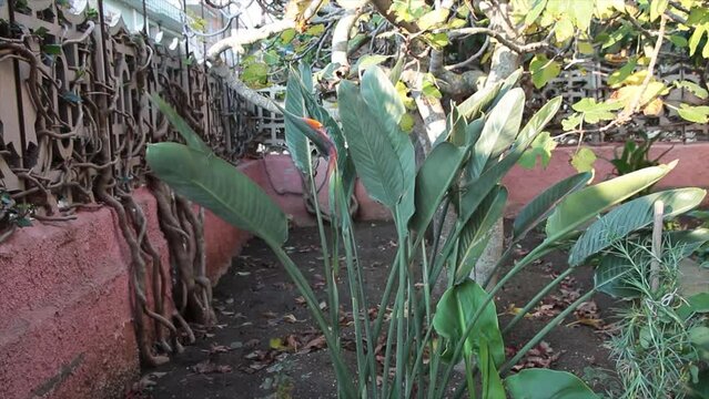 bird of paradise plant flower medium shot blowing waving in wind