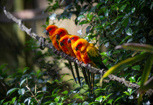 Group of aligned Sun parakeets or sun conure. Photography taken in France