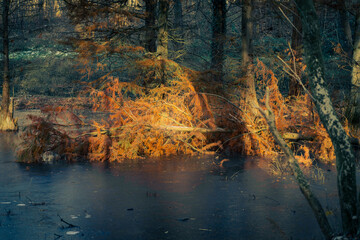 A fallen tree in a frozen lake in winter. The sun shines on part of the treetop. Warmth in cold...