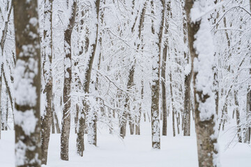 豪雪のブナの森