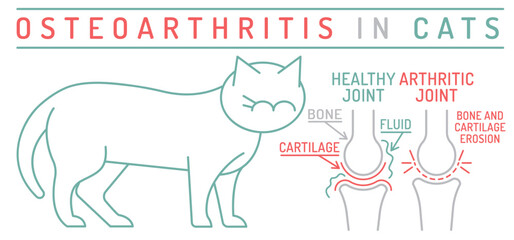 Arthritis, osteoarthritis in cats. Widespread feline disease. Common arreas affected. - obrazy, fototapety, plakaty