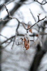 frost dead leaves clinging to barren tree in winter