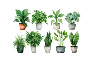 Set of watercolor houseplants monstera sansevieria. Vector illustration design.