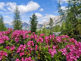 Pink rhododendron flowers in Dolomites, Italy