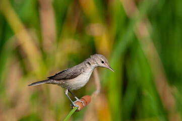 Eastern Olivaceous Warbler, Iduna pallida, foraging among wetland plants.
